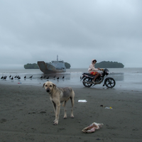 The dog, the shell, the bike, the ship and the vultures.