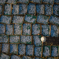 Cẩm Thanh, Vietnam