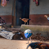 Life in a Rural Village