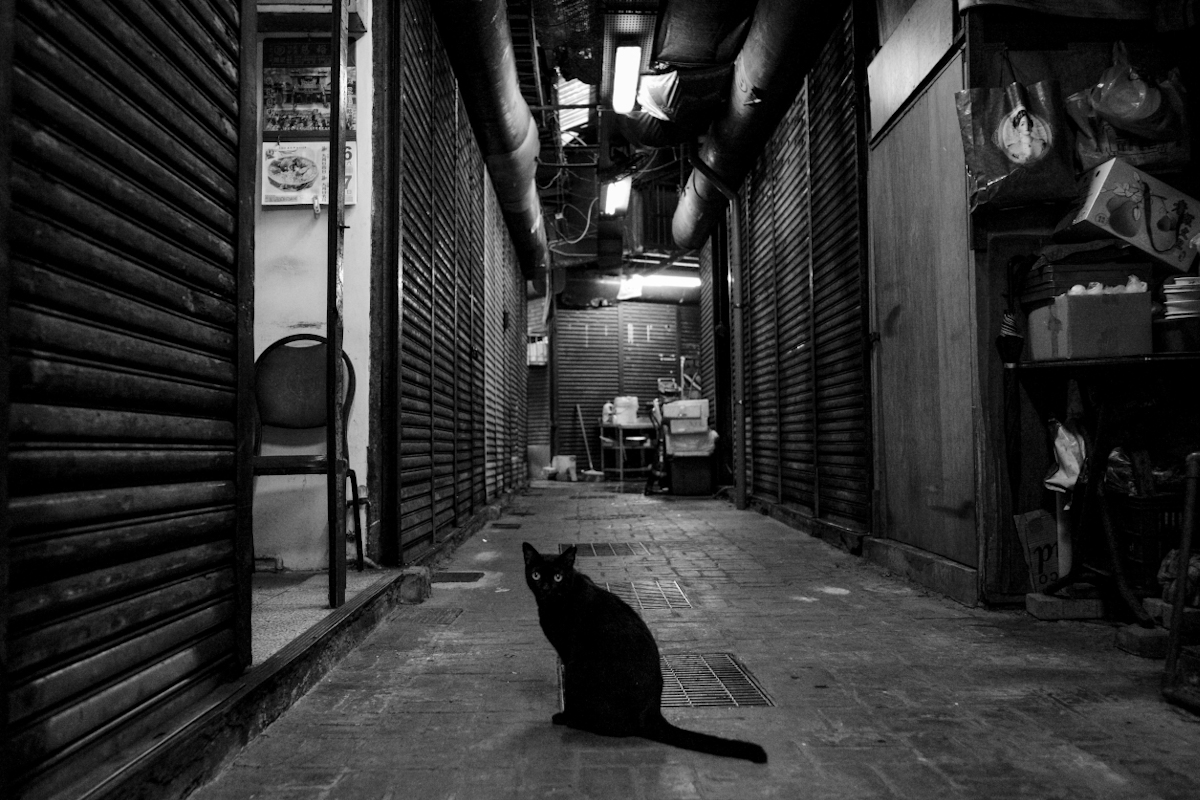 Watcher of the Night