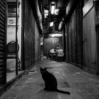 Watcher of the Night