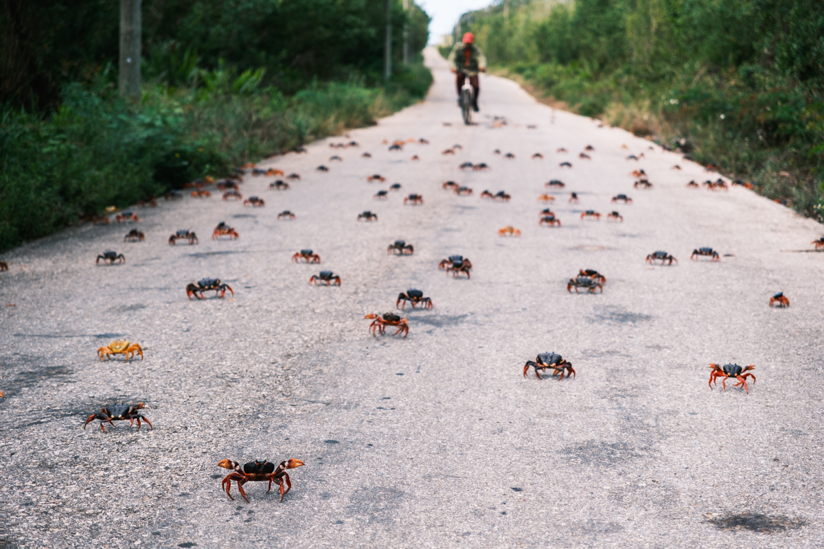 rush hour: crabs migrating across the road in Cuba