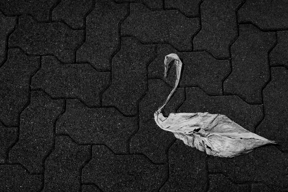Leaf Swan
