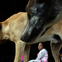 Girl & Dogs