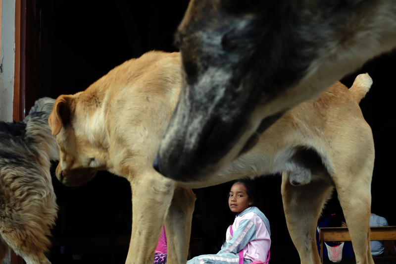 Girl & Dogs