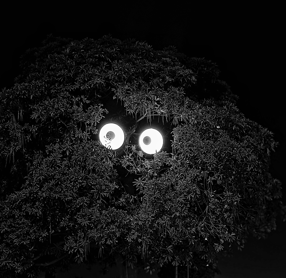 Haunted tree