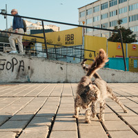 Istanbul - City of Cats