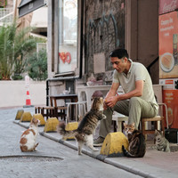 Istanbul - City of Cats