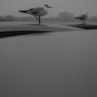 Seagulls sitting on the cartops