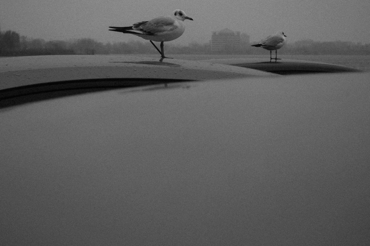 Seagulls sitting on the cartops