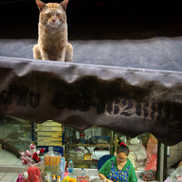 Unexpected Encounters – Bangkok’s Quiet Absurdities