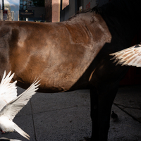 Horse and Pigeons