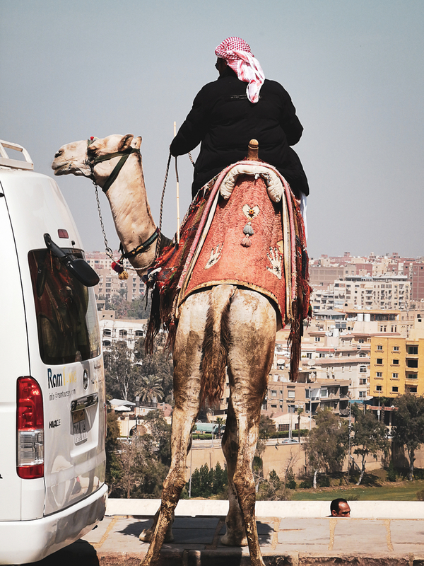 Urban Camel