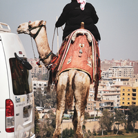 Urban Camel