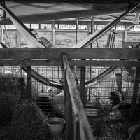 4-H Barn