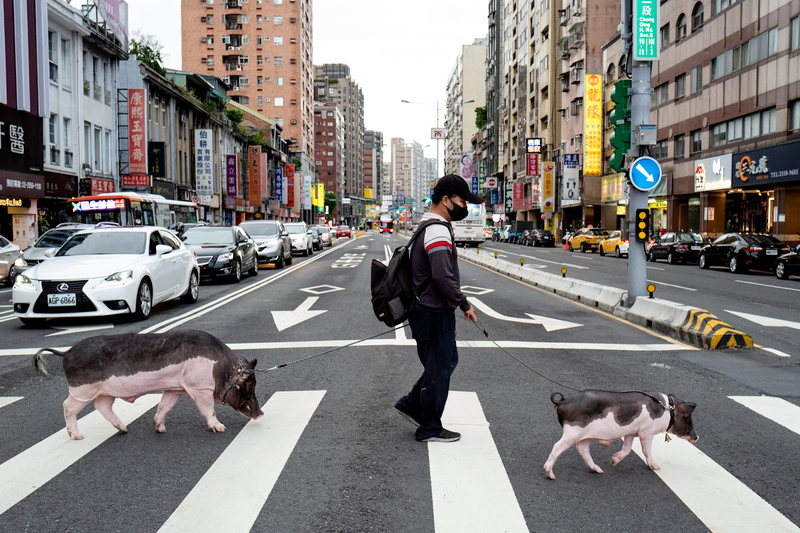 Walk the pig