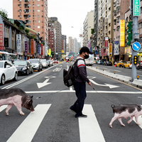 Walk the pig