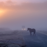 Horse on road