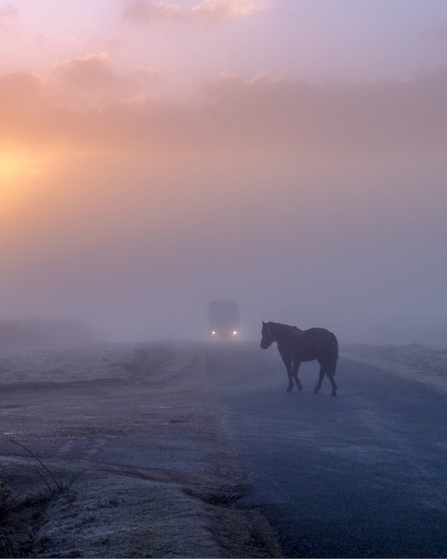 Horse on road