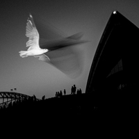 Seagull and Sydney Opera House