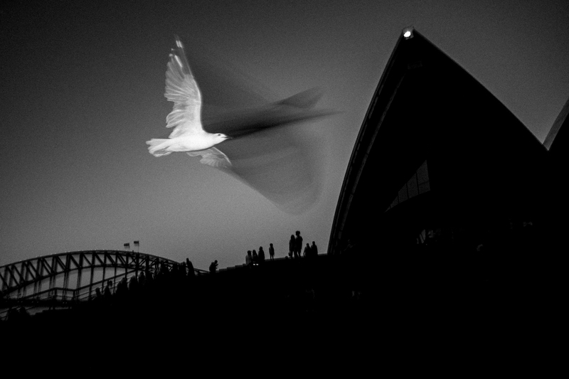 Seagull and Sydney Opera House
