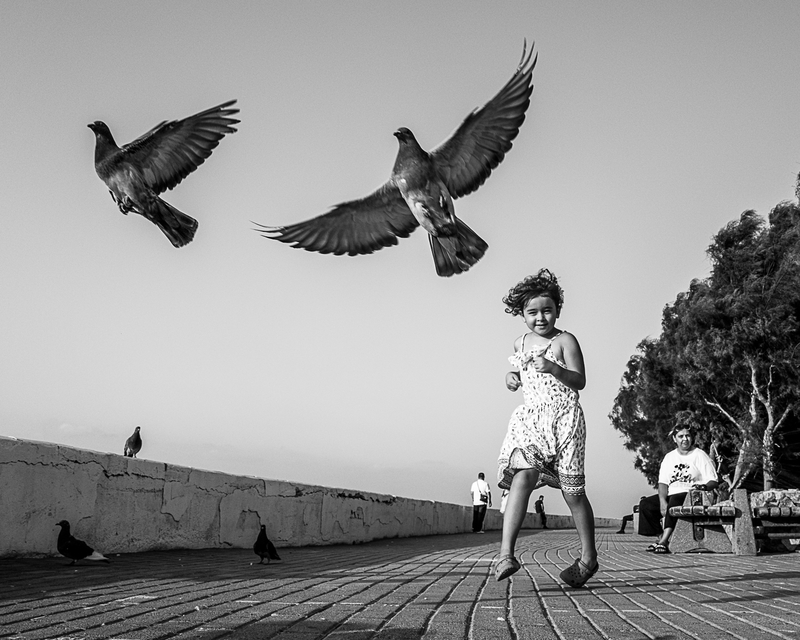 The pigeons of Kyrenia, Cyprus