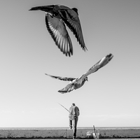 The pigeons of Kyrenia, Cyprus