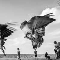 The pigeons of Kyrenia, Cyprus