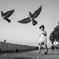 The pigeons of Kyrenia, Cyprus