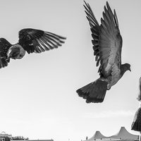 The pigeons of Kyrenia, Cyprus