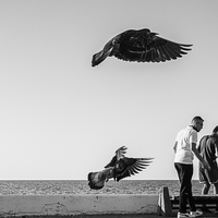 The pigeons of Kyrenia, Cyprus