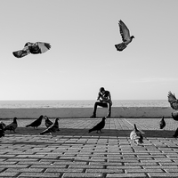 The pigeons of Kyrenia, Cyprus