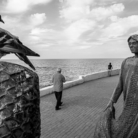 The pigeons of Kyrenia, Cyprus