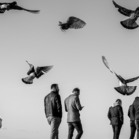 The pigeons of Kyrenia, Cyprus