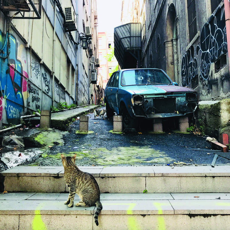 CHAOS CAT STREET