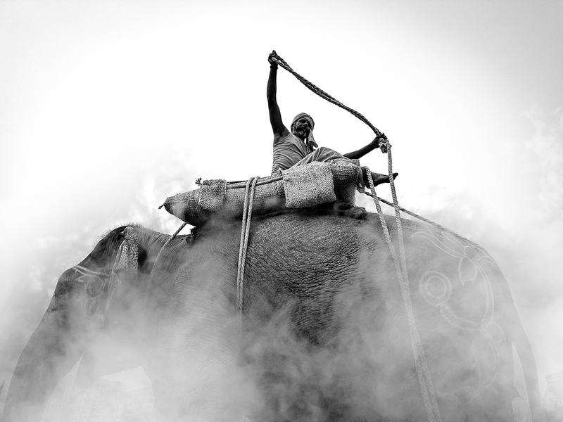 Foggy Elephant