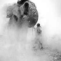Foggy Elephant