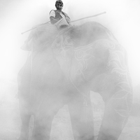 Foggy Elephant