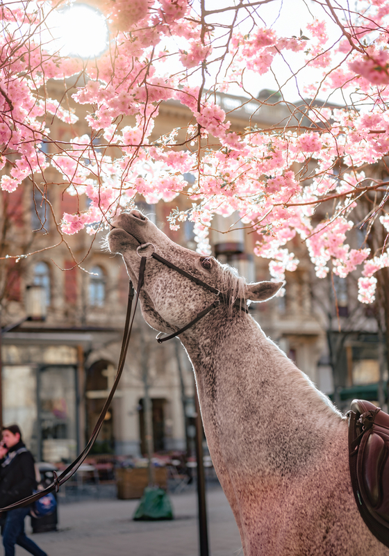 Taste of sakuras