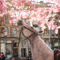 Taste of sakuras