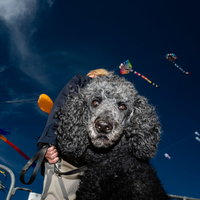 Kites & Fun