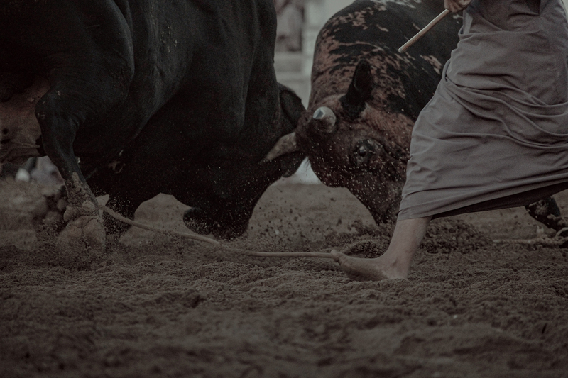 Bullfight Sunday