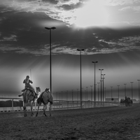 Street & Animals