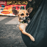 Dia de los Muertos Street Fair