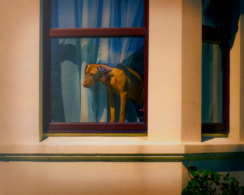 Dog in window