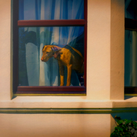 Dog in window