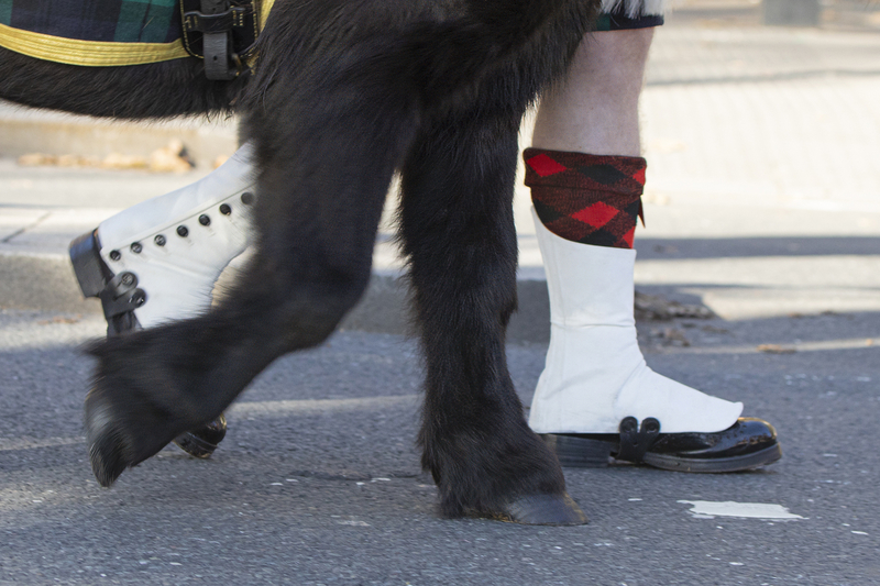Four Legs Good