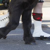 Four Legs Good