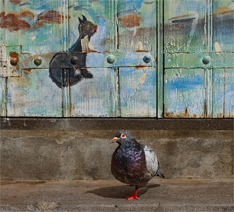 Cat and Pigeon