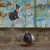 Cat and Pigeon